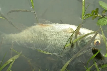 Рыба массово гибнет в реке Тула