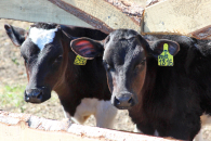 Новые меры поддержки аграриев обсудили в правительстве Новосибирской области
