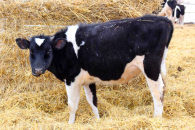 Владельцам изъятых сельхозживотных в Новосибирской области возместят убытки