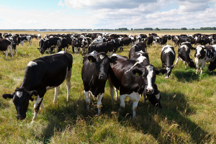 Стадо коров. Животноводство в Новосибирской области. Стадо коров фото. Стадо коров на выпасе Курск фото. Сколько коров в стаде