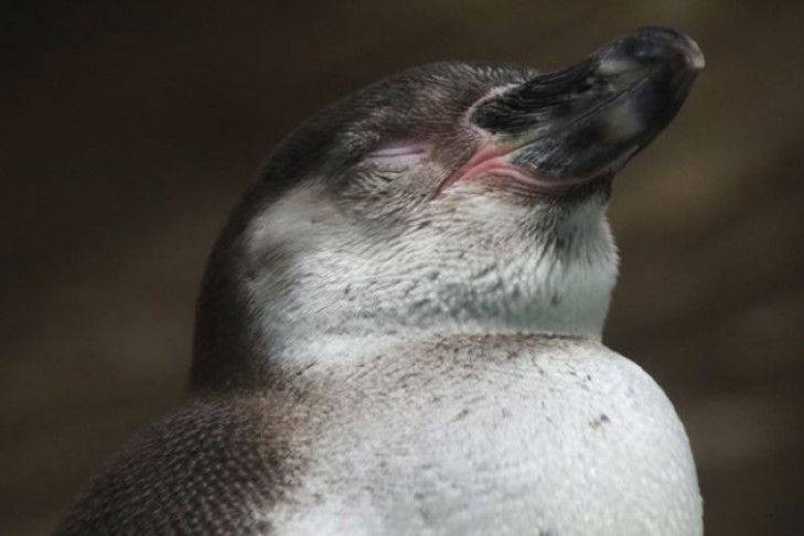 Пингвины-жадины отказались кормить своего первого сына 