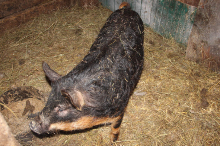 Сорок диких кабанов разрешили отстрелить в селе под Новосибирском