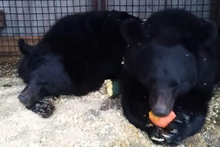 Цирковые медведи голодают и мерзнут под Новосибирском
