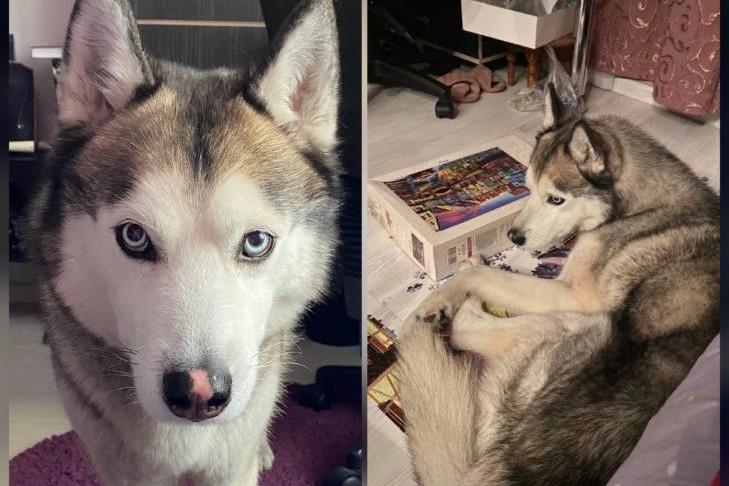 Награду 40 тысяч за потерянного пса Норда объявили жители Новосибирска