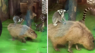Лемур оседлал капибару в Новосибирском зоопарке