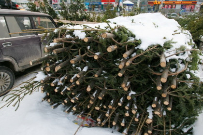 «В лесу родилась елочка»: как 300 пихт оказались на улице в новогоднюю ночь