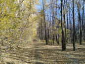 В лесопарке под Новосибирском начали сносить аварийные деревья