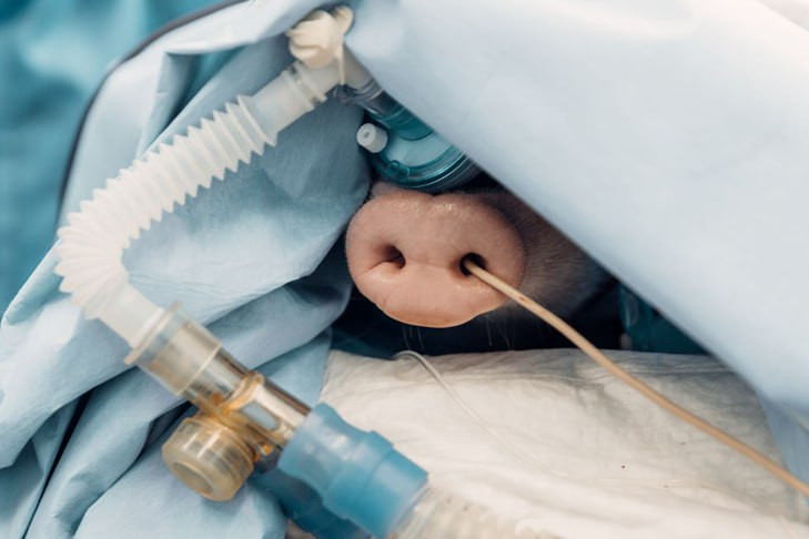 Новосибирские ученые первыми показали работу «кардиоклеток» в сердце свиньи