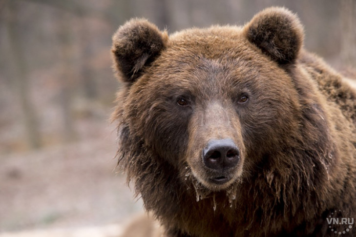 Торговать телом и медведями запретили в Оби