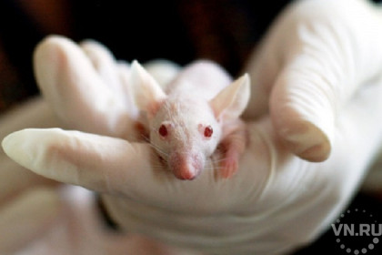 Новосибирские трансгенные мыши помогут в борьбе с коронавирусом