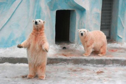 Онлайн-трансляцию жизни белых медведей возобновили в Новосибирске