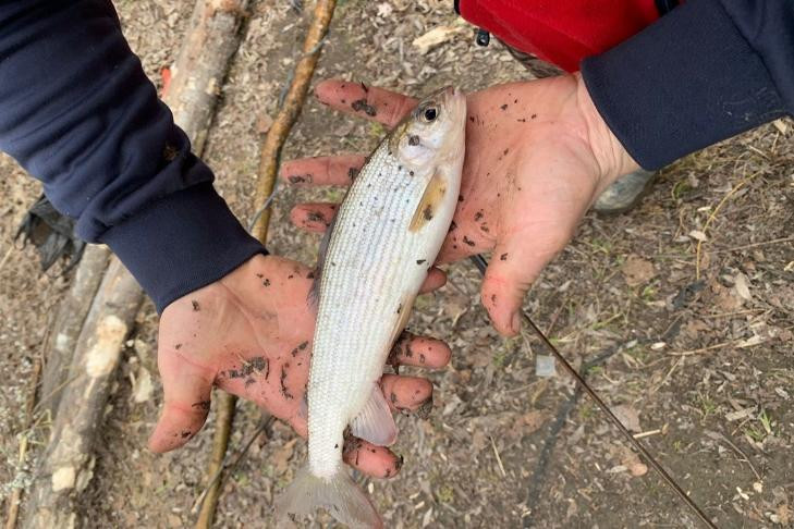 Редкая рыба-неженка попалась рыбаку в реке Иня под Новосибирском