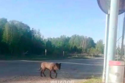 Канадские черные волки перегрызли кур и гусей в Сузуне