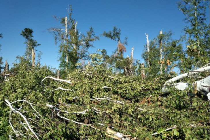 Поваленные в лесах под Карасуком и Здвинском деревья признали ветровалом