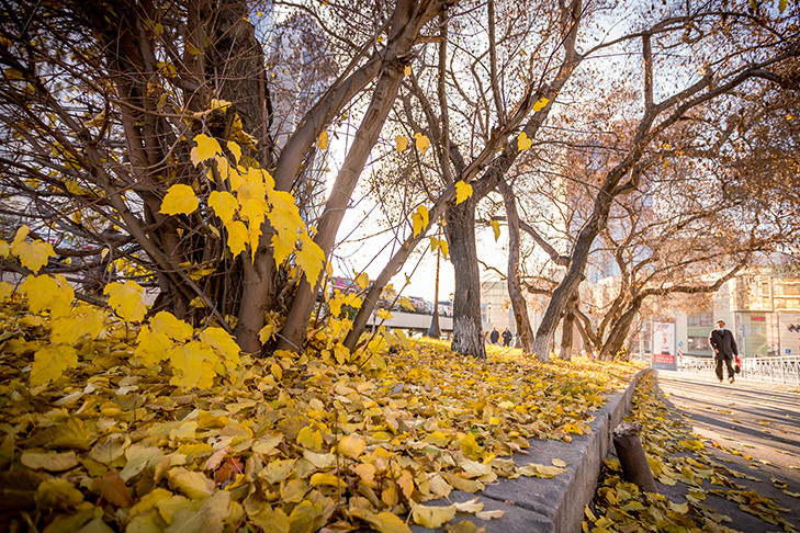 Жарой до +16 попрощается октябрь-2025 с жителями Новосибирска