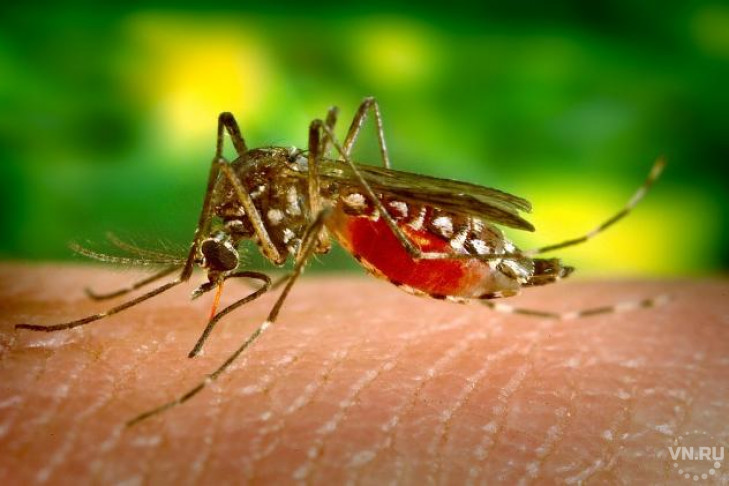 Комары, слепни и шершни атакуют новосибирцев летом 2017