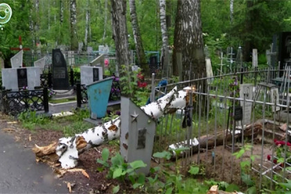 Мэрия не убирает аварийные березы на Заельцовском кладбище