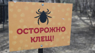 Второй пик активности клещей ожидается в Новосибирской области