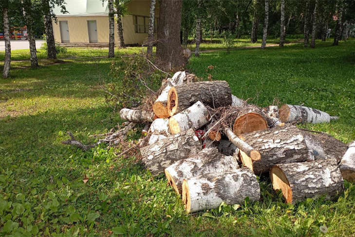 Столетние березы вырубят в «Березовой роще» Новосибирска