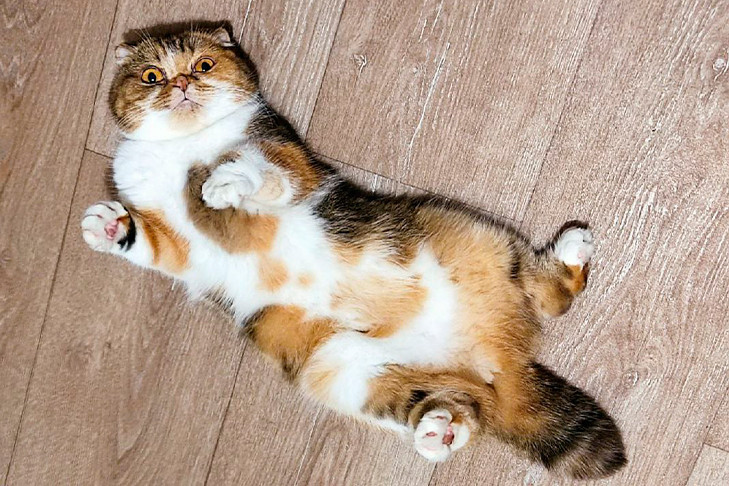 Новосибирские ветеринары объяснили уникальный окрас кошки Бусинки