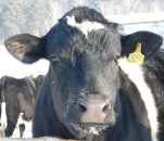 Комментарий администрации Искитимского района по ситуации с заболеваемостью животных