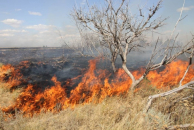 С начала пожароопасного сезона в Новосибирской области возникло 4 лесных пожаров