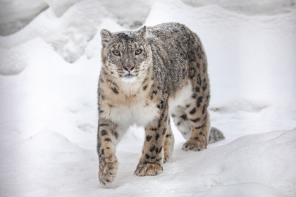 Новосибирский зоопарк измерил количество снега в снежных барсах