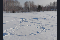 По следам на снегу ведут учет диких животных в Новосибирской области