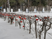 «Бердские новости» объявляют перекличку новогодних превращений