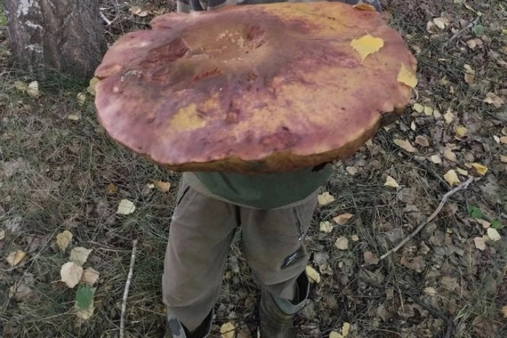 Гриб-дубовик размером с зонт нашла жительница Коченевского района