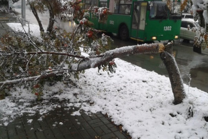 Под весом мокрого снега деревья падают на авто новосибирцев
