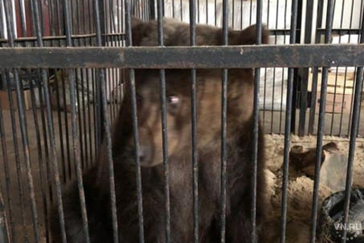 Цирковых медведей обрекли на голодную смерть в Новосибирске