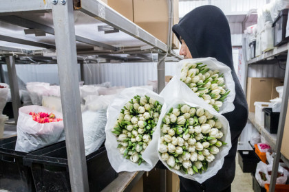 Новосибирские тюльпаны поехали по сибирским городам