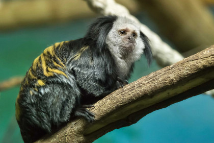 Папа может: крохотный примат Жоффруа появился в Новосибирском зоопарке