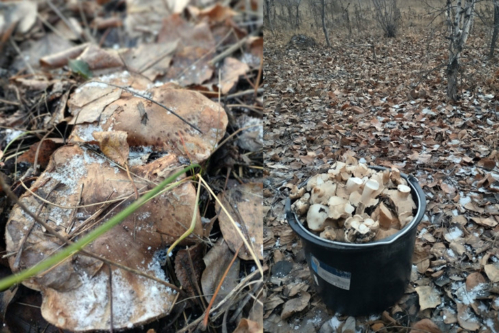 Новосибирцы закрыли грибной сезон-2023 в конце октября