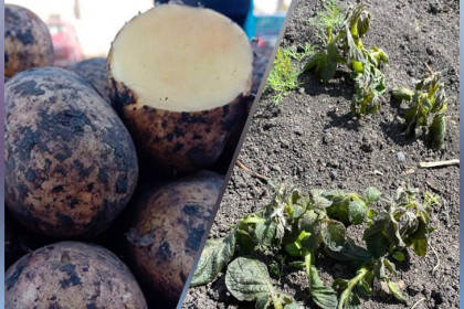 От 500 рублей: спрос на семенной картофель резко вырос в Новосибирской области