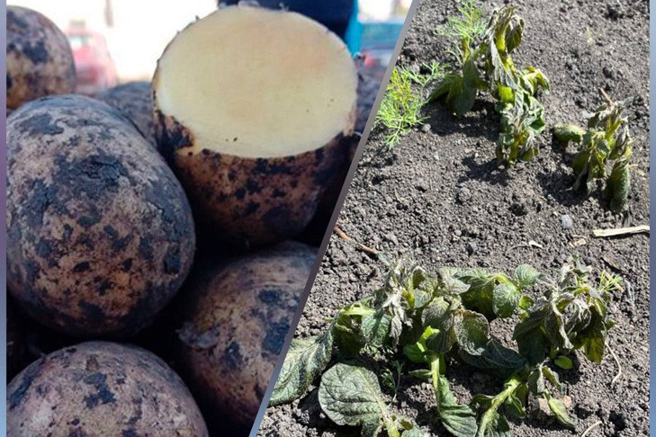 От 500 рублей: спрос на семенной картофель резко вырос в Новосибирской области