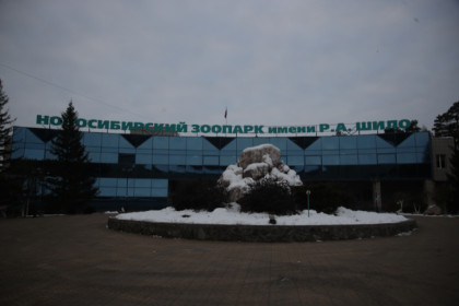 Новосибирский зоопарк обменял выдру на редких баранов