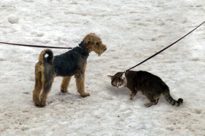 Терьер Арчи и кошка Соня чаще всего сбегают от новосибирцев