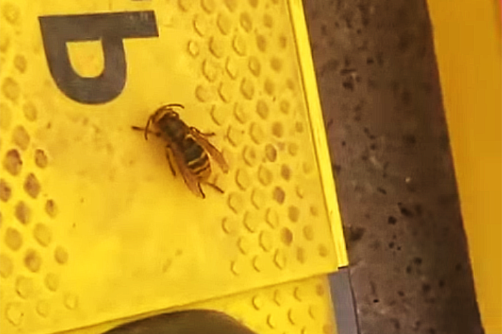 Опасные шершни атаковали Новосибирск в начале апреля-2025