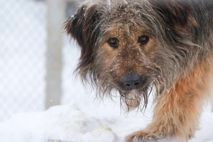 Бастрыкин поручил пересчитать бродячих собак в Барабинске