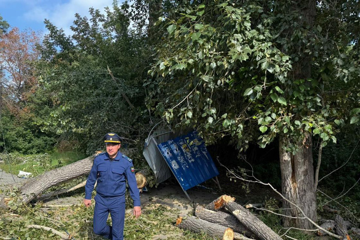 Минздрав оценил состояние пострадавших от падения тополя в Новосибирске