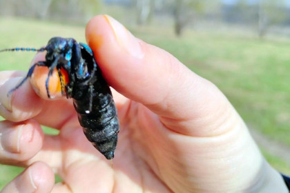 Не прикасаться: ядовитых черных жуков стали находить под Новосибирском