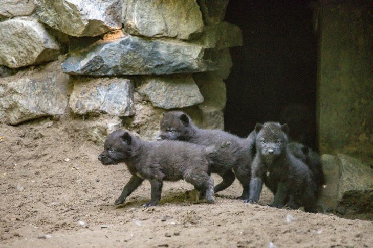 Четыре сыночка и лапочка-дочка родились у канадских волков в Новосибирске