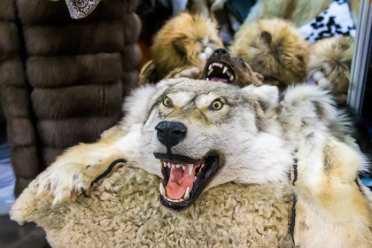 Покусанная собакой школьница получила 80 тысяч рублей компенсации в Новосибирске