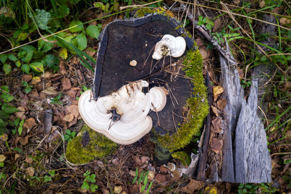 Противовирусное средство от ВИЧ на основе грибов разработали под Новосибирском