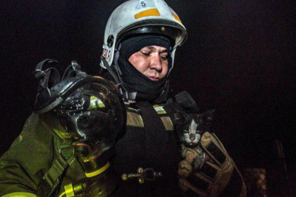 Человек и кошка спасены из пожара в хрущевке Новосибирска