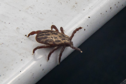 Клещи стали меньше кусать жителей Новосибирской области в апреле-2026