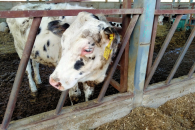 В Новосибирской области в 2026 году собираются построить 289 навозохранилищ