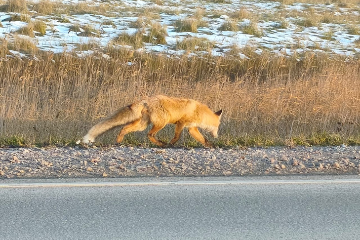 Азартная лиса попала в объектив жителя Новосибирской области